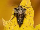 Tmavoskvrnáč zlatavý - <i>Agriopis aurantiaria</i>