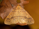 Tmavoskvrnáč zlatavý - <i>Agriopis aurantiaria</i>
