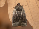 Zimovnice hlohová - <i>Conistra ligula</i>