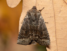 Zimovnice hlohová - <i>Conistra ligula</i>