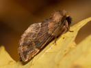 Hřbetozubec javorový - <i>Ptilophora plumigera</i>