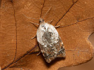 Obaleč borůvkový - <i>Acleris variegana</i>