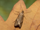 Šedivěnka podzimní - <i>Diurnea lipsiella</i>