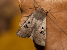 Zimovnice hojná - <i>Conistra rubiginosa</i>