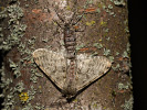 Drsnokřídlec hrušňový - Phigalia pilosaria