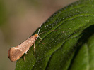 Adéla dubová - Nematopogon swammerdamellus