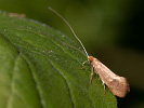 Adéla dubová - Nematopogon swammerdamellus