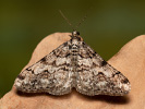 Tmavoskvrnáč dubový - Agriopis leucophaearia