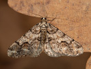 Tmavoskvrnáč dubový - Agriopis leucophaearia