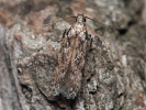  - Carpatolechia decorella