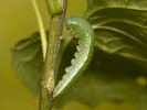 Mlynárik žeruchový - <i>Anthocharis cardamines</i>