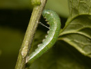 Mlynárik žeruchový - <i>Anthocharis cardamines</i>