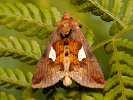 Kovolesklec jestřábníkový - <i>Autographa bractea</i>