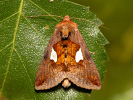 Kovolesklec jestřábníkový - <i>Autographa bractea</i>