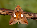 Kovolesklec jestřábníkový - <i>Autographa bractea</i>