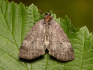 Můřice dvojtečná - <i>Ochropacha duplaris</i>