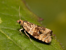 Obaleč jahodníkový - <i>Syricoris lacunana</i>