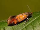 Krásněnka - <i>Bisigna procerella</i>