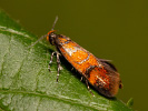 Krásněnka - <i>Bisigna procerella</i>