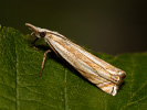 Travařík - <i>Crambus uliginosellus</i>