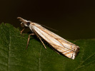 Travařík - <i>Crambus uliginosellus</i>