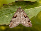 Píďalka třezalková - <i>Aplocera praeformata</i>