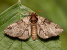 Hřbetozubec tmavoúhlý - <i>Drymonia obliterata</i>