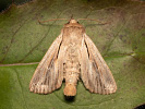 Plavokřídlec čárkovaný - <i>Leucania comma</i>