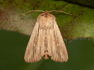 Plavokřídlec čárkovaný - <i>Leucania comma</i>
