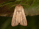 Plavokřídlec čárkovaný - <i>Leucania comma</i>
