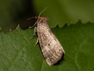 Můřice dvojtečná - <i>Ochropacha duplaris</i>