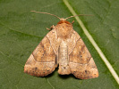 Blýskavka dravá - <i>Cosmia trapezina</i>