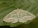 Běločárník smrkový - <i>Hylaea fasciaria</i>