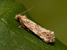 Mol horský - <i>Morophaga choragella</i>
