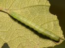 Kukléřka věsenková - <i>Shargacucullia prenanthis</i>