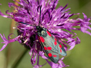 Vřetenuška obecná - <i>Zygaena filipendulae</i>