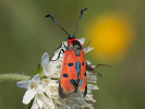 Vřetenuška pozdní - <i>Zygaena laeta</i>