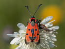 Vřetenuška pozdní - <i>Zygaena laeta</i>