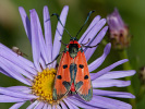 Vřetenuška pozdní - <i>Zygaena laeta</i>