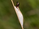 Vřetenuška obecná - <i>Zygaena filipendulae</i>