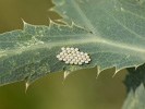 Vřetenuška pozdní - <i>Zygaena laeta</i>