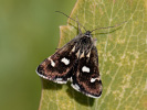 Zavíječ skvrnitý - <i>Eurrhypis pollinalis</i>