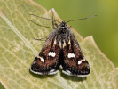 Zavíječ skvrnitý - <i>Eurrhypis pollinalis</i>