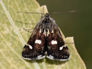 Zavíječ skvrnitý - <i>Eurrhypis pollinalis</i>