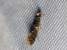 Mol - <i>Monopis laevigella</i>