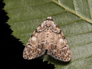 Drobnuška buková - <i>Meganola strigula</i>