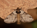 Hřbetozubec tmavoúhlý - <i>Drymonia obliterata</i>