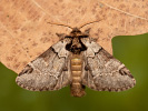 Hřbetozubec tmavoúhlý - <i>Drymonia obliterata</i>