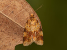 Obaleč - <i>Epagoge grotiana</i>