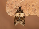 Obaleč - <i>Isotrias hybridana</i>